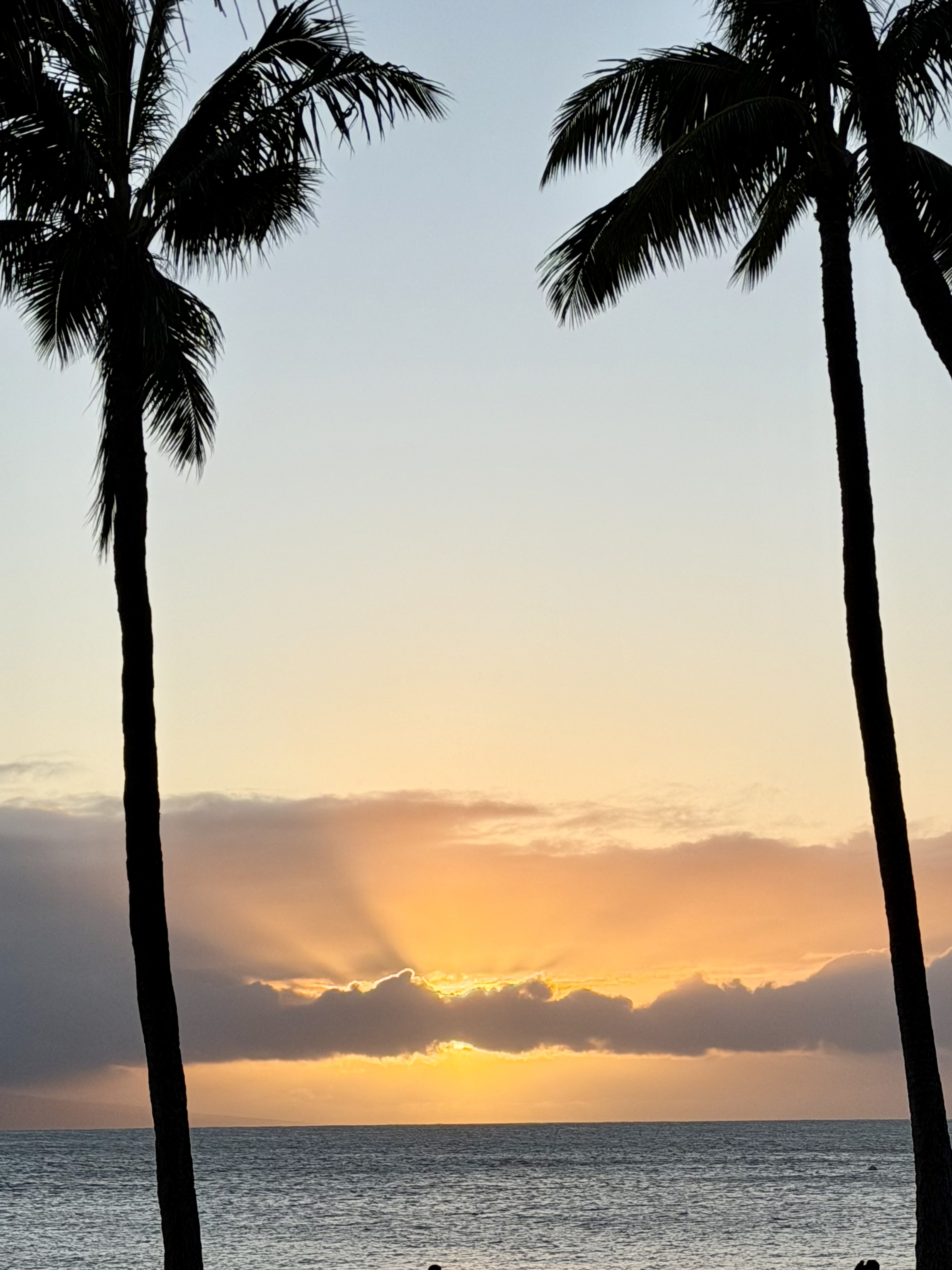 An ocean sunset framed by silhouetted palm trees
